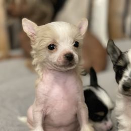 Chinese Crested Puppies from Willow Creek Cresteds, Riverview Doodles