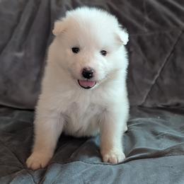 AKC boy 'Puff' - White male Samoyed puppy in Tombstone, Arizona from High Lonesome