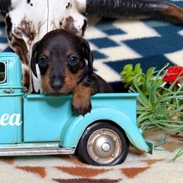Halea - Wild boar female Dachshund puppy in Columbia, Missouri from Royal Bloodline Canines
