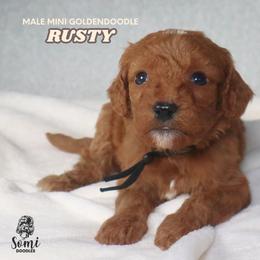 Rusty - Red  male Goldendoodle puppy in Palmetto Bay, Florida from SOMIDOODLES