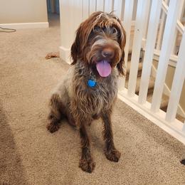 Macy - Wirehaired Pointing Griffon