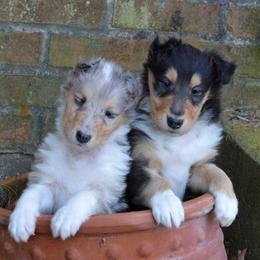 Collie Puppies from Avalon Collies