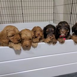 Australian Labradoodle Puppies from Llewellyn's Grove Labradoodles
