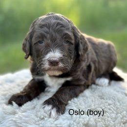 Oslo - Chocolate Goldendoodle puppy in Colorado Springs, Colorado from Shining Star Doodles