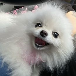 Pomeranians from PomPalace