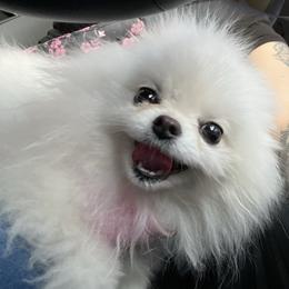 Pomeranians from PomPalace