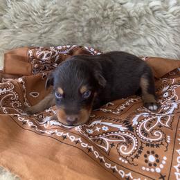 Squirrel- Brown Collar- NBT - Red tri-color male Australian Shepherd puppy in Newport, Rhode Island from Wildlings Australian Shepherds