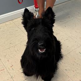 Mary - Scottish Terrier