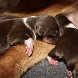 Australian Shepherd Puppies from AW Standard Aussies