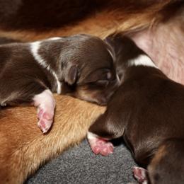 Australian Shepherd Puppies from AW Standard Aussies