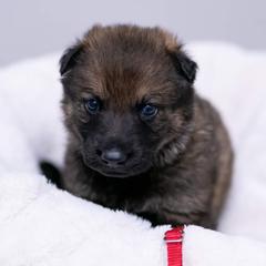 German Shepherd Puppies from Reign Land