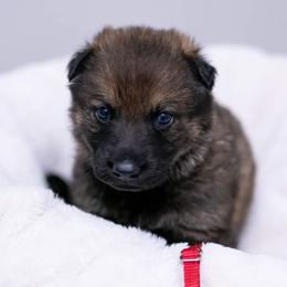 German Shepherd Puppies from Reign Land
