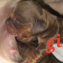 Piper - Red female Dachshund puppy in Port Charlotte, Florida from Belinda's little darlings dachshunds