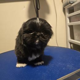 Sushi - Blue and white male Shih Tzu puppy in Henrico, Virginia from Wild Wind Shih Tzu