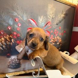 Alexis    CKC - Sable female Dachshund puppy in Madisonville, Texas from Little B’s Dachshund Farm