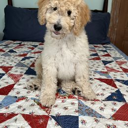 Victory - Cream male Poodle puppy in Fairfield, North Carolina from Leaning T Ranch