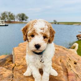 Little Foot - Red and white male Cockapoo puppy in Kingfisher, Oklahoma from Perdue Puppies