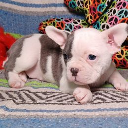 LuLu - Blue female French Bulldog puppy in Elberta, Alabama from Old Orchard Farm