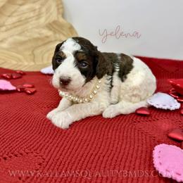 Yelena - Brown and white female Bernedoodle puppy in Owasso, Oklahoma from Kallams Bernedoodles & Bernese Mountain Dogs