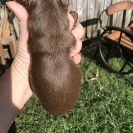 Yorkshire Terrier Puppies from T’s Posh Pups