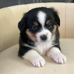 Ziggy - Black tri male Toy Australian Shepherd puppy in Norco, California from River Springs Aussies