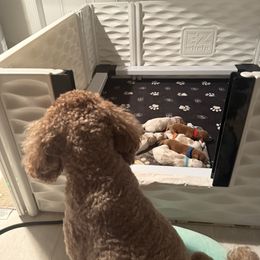 Cavapoo Puppies from Heritage Home Cavapoos