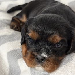 Girl 1 - Black and tan female Cavalier King Charles Spaniel puppy in Solon, Iowa from Hickory House Cavaliers