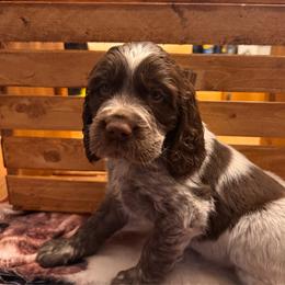 Gus - Liver white and roan male English Springer Spaniel puppy in Braidwood, Illinois from A & R Springers