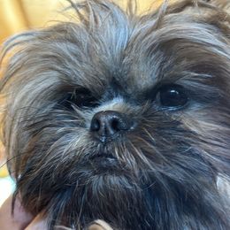 Hope - Shih Tzu puppy from Maison Petit Lion