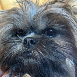 Hope - Shih Tzu puppy from Maison Petit Lion