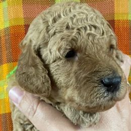 Boy 3 - male Goldendoodle puppy in Sumner, Washington from Little Acre Doodles