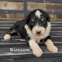 Blossom - Black tri-color female Aussiedoodle puppy in Cartersville, Georgia from Simply Blessed Doodles
