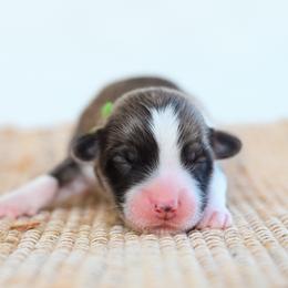 Bigfoot - Fawn male Pembroke Welsh Corgi puppy in Mona, Utah from Sorensen Corgis