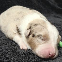 Green - Red merle female Australian Shepherd puppy in Vona, Colorado from Dyna Aussies