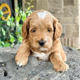 Moose (Has his own Genetic test Orange Collar) - Red  male Goldendoodle puppy in St. George, Utah from Dashing Doodle Pups