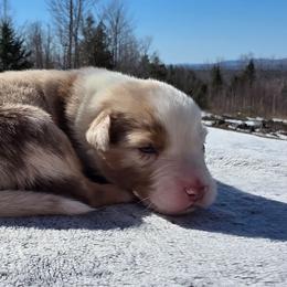 Boy 1 - Red merle male Australian Shepherd puppy in Solon, Maine from Mountain Range Australian Shepherds