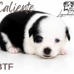 Caliente - Black tri female Toy Australian Shepherd puppy in Leitchfield, Kentucky from Legendmaker MAS