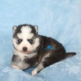 Hershey - Black and white female Pomsky puppy in Stockton, Utah from Mischa Nelson