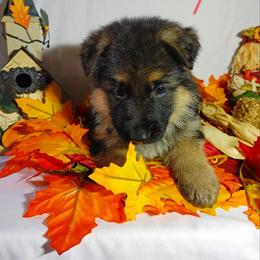 German Shepherd Puppies from Kindheitstraum Kennels
