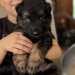 Skye - Black and tan female German Shepherd puppy in Barnhart, Missouri from Combat Creek German Shepherds