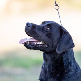 Jenny - Labrador Retriever