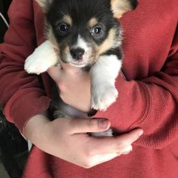 American Corgi and Pembroke Welsh Corgi Puppies from High Hopes Farm