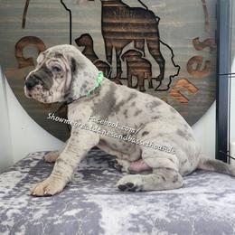 Green Collar - Merle male Great Dane puppy in Alton, Illinois from Show Me Great Danes and Basset Hounds