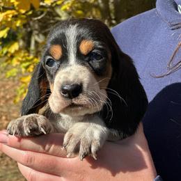 Female 3 - Black brown and white female Basset Hound puppy in Lindley, New York from Hill Top Basset Hounds & Cane Corso