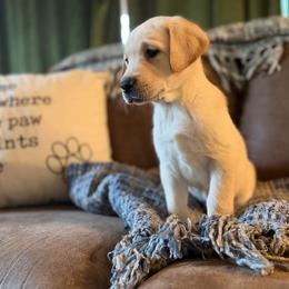 Romeo - Yellow male Labrador Retriever puppy in Sweet Home, Oregon from Knotty Creek Labradors