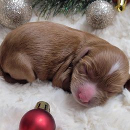 Aussiedoodle, Cavapoo, and Poodle Puppies from B&M Cottonwood Canines