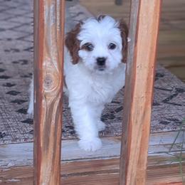 Yellow - Blenheim female Cavapoo puppy in Newport, North Carolina from Crystal Coast Cavapoodles