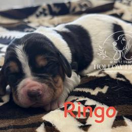 Ringo - Black white and brown male Basset Hound puppy in Richmond, Kentucky from Walters Hollow Hounds