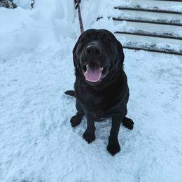 Tino - Labrador Retriever