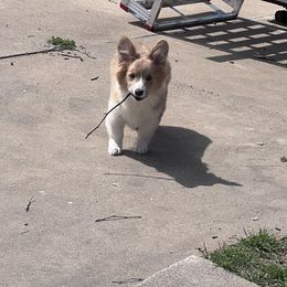 American Corgi and Pembroke Welsh Corgi Puppies from Sarah’s Mystic Kennels